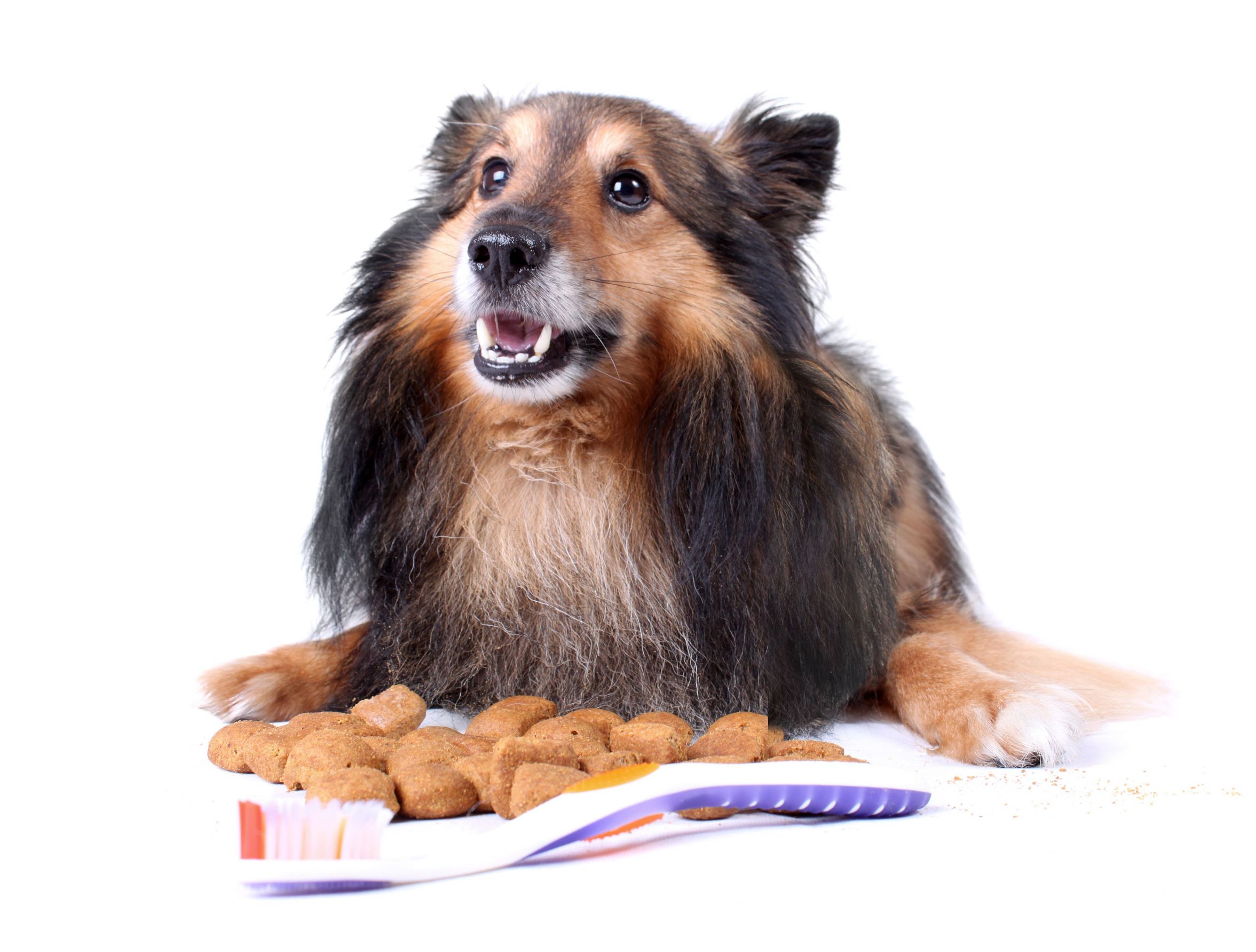 The Purposes of Using Private Label Dog Products from Honolulu