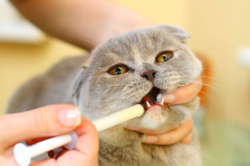 The Value And Importance Of Regular, Effective Pet Dental Care