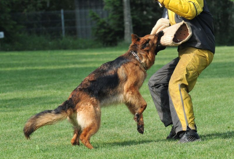 Boarding Your Dog with Chicago Canine Academy