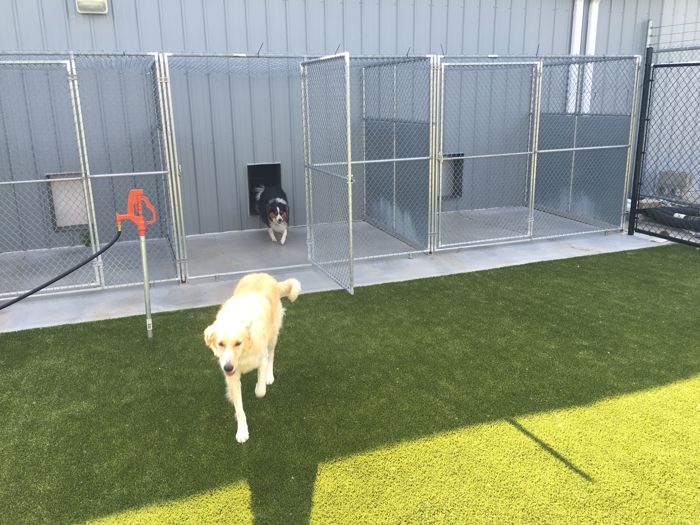 The Benefits Offered by an Animal Resort That Provides Pet Boarding in Omaha, NE