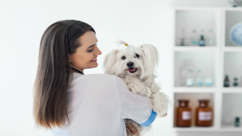 Have an Animal Clinic on Hand for Your Pet